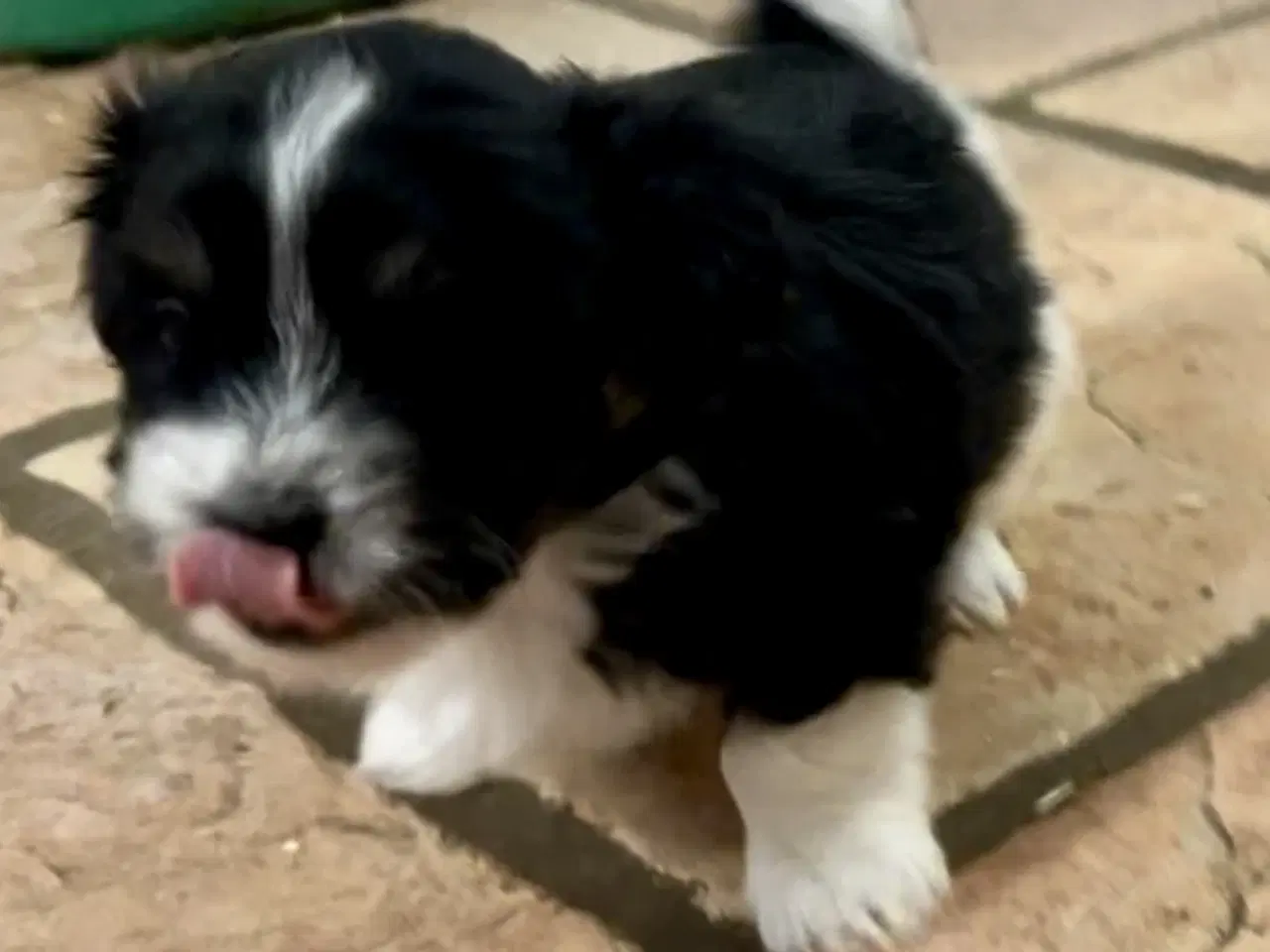 Billede 6 - Allergivenlig Shih Tzu / Bichon Havanais