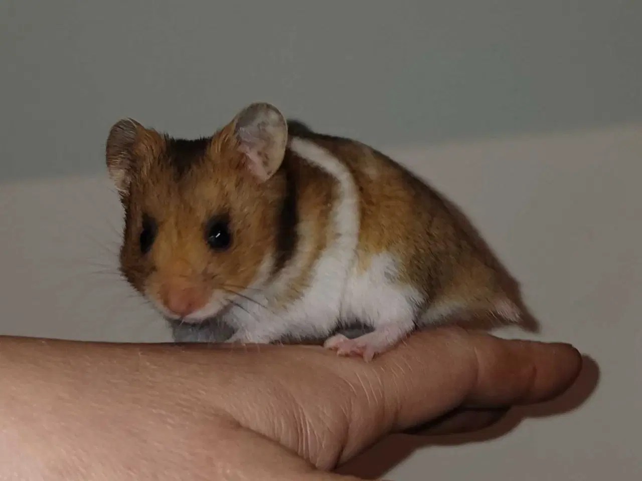 Billede 12 - Guldhamster unger