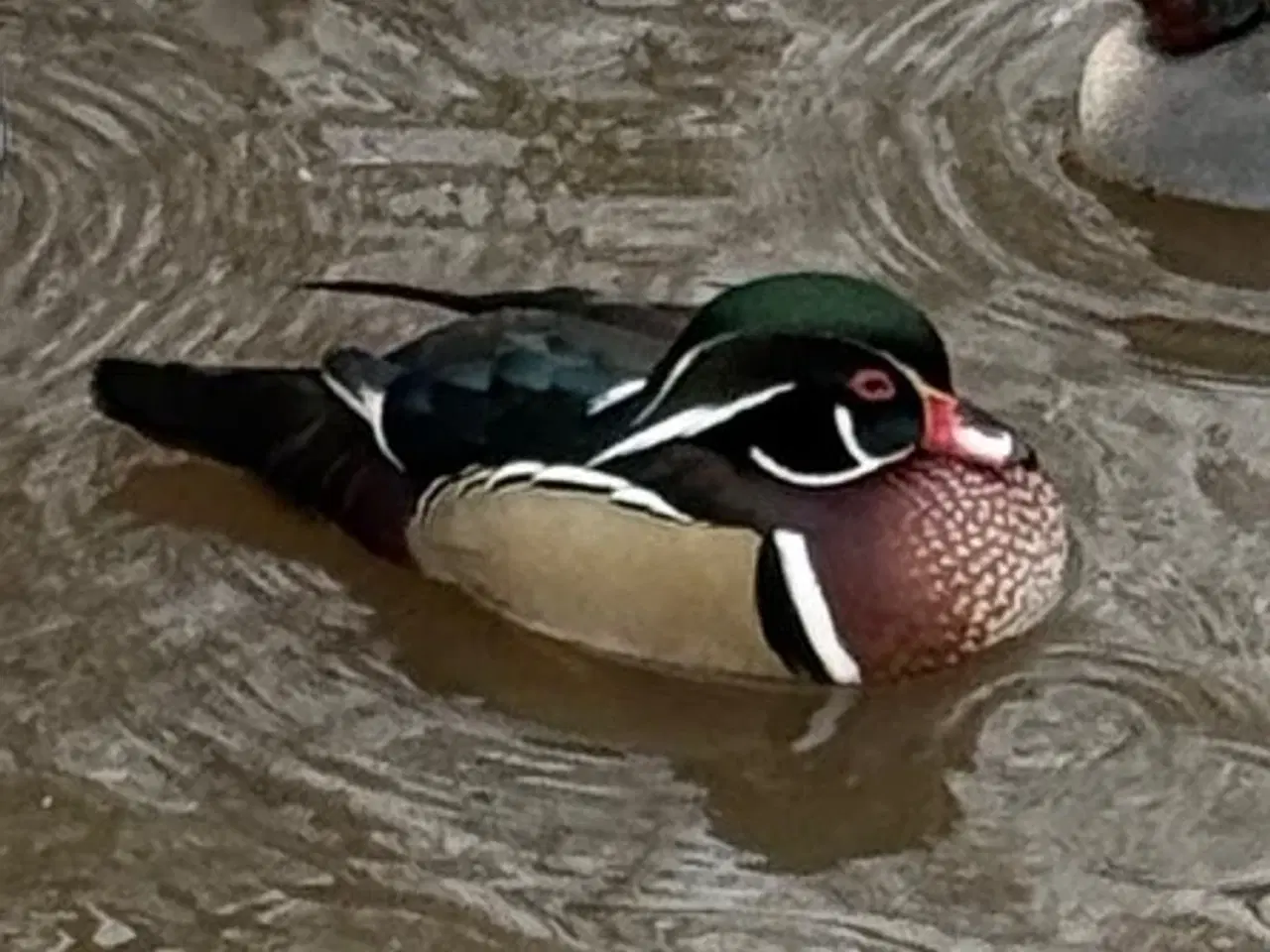 Billede 1 - Brude-Ænder, Avlspar