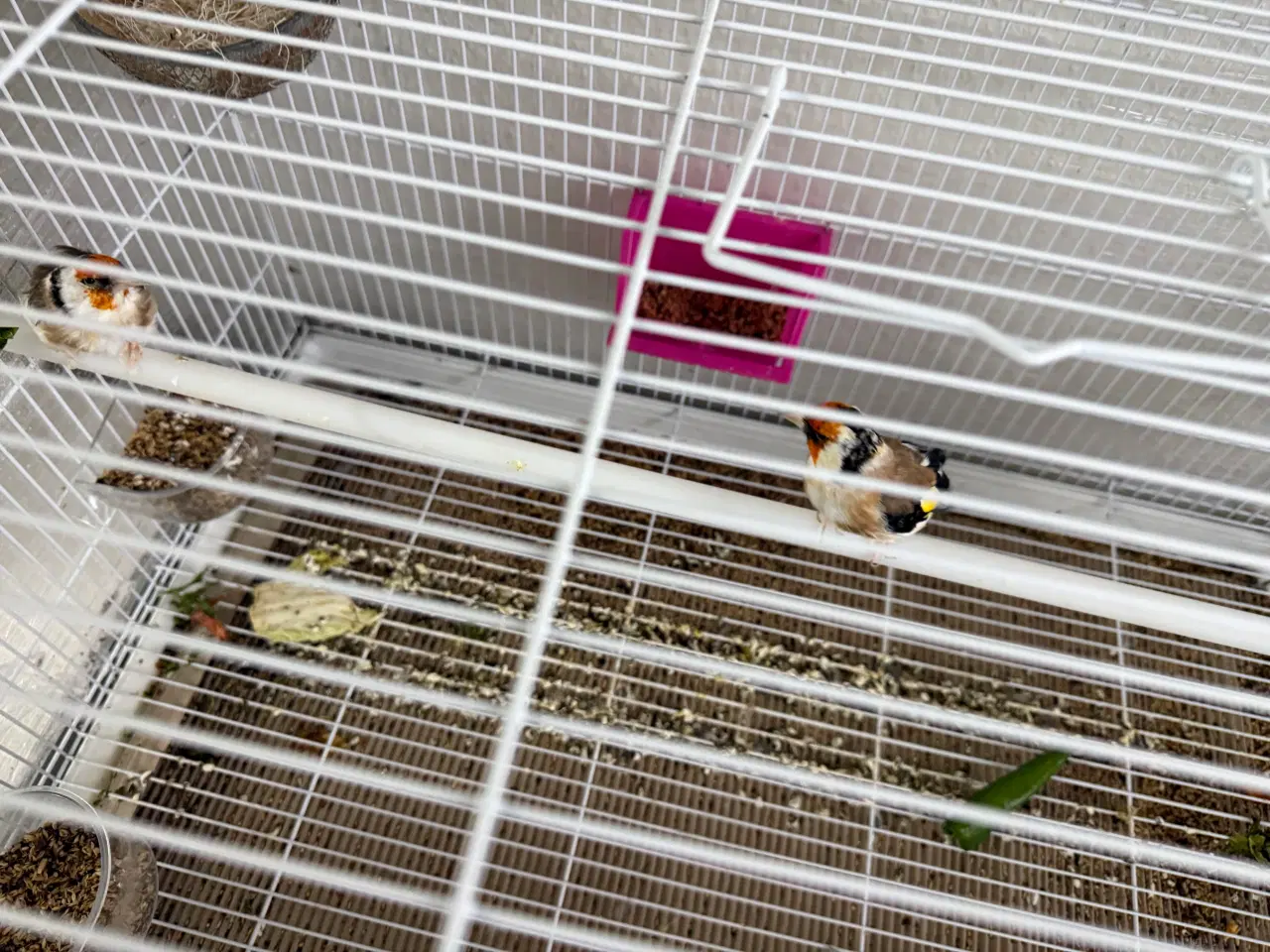 Billede 2 - Stillits