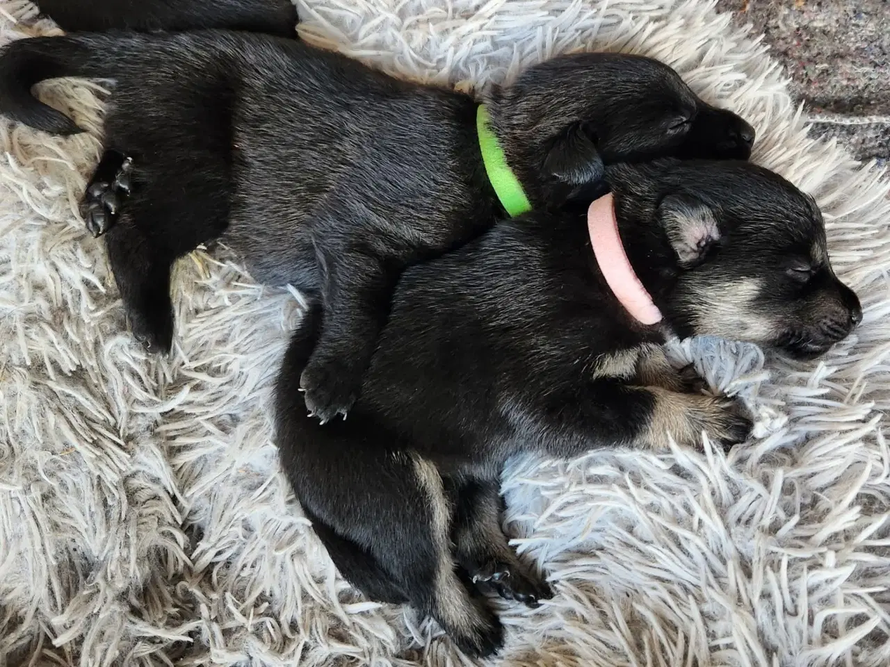 Billede 3 - Sort spids han-hvalpe