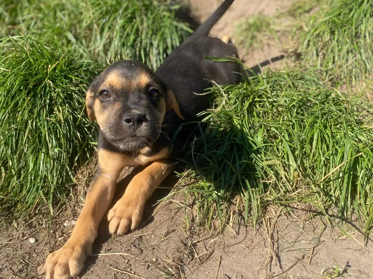 Billede 3 - Blanidning hundehvalpe sælges