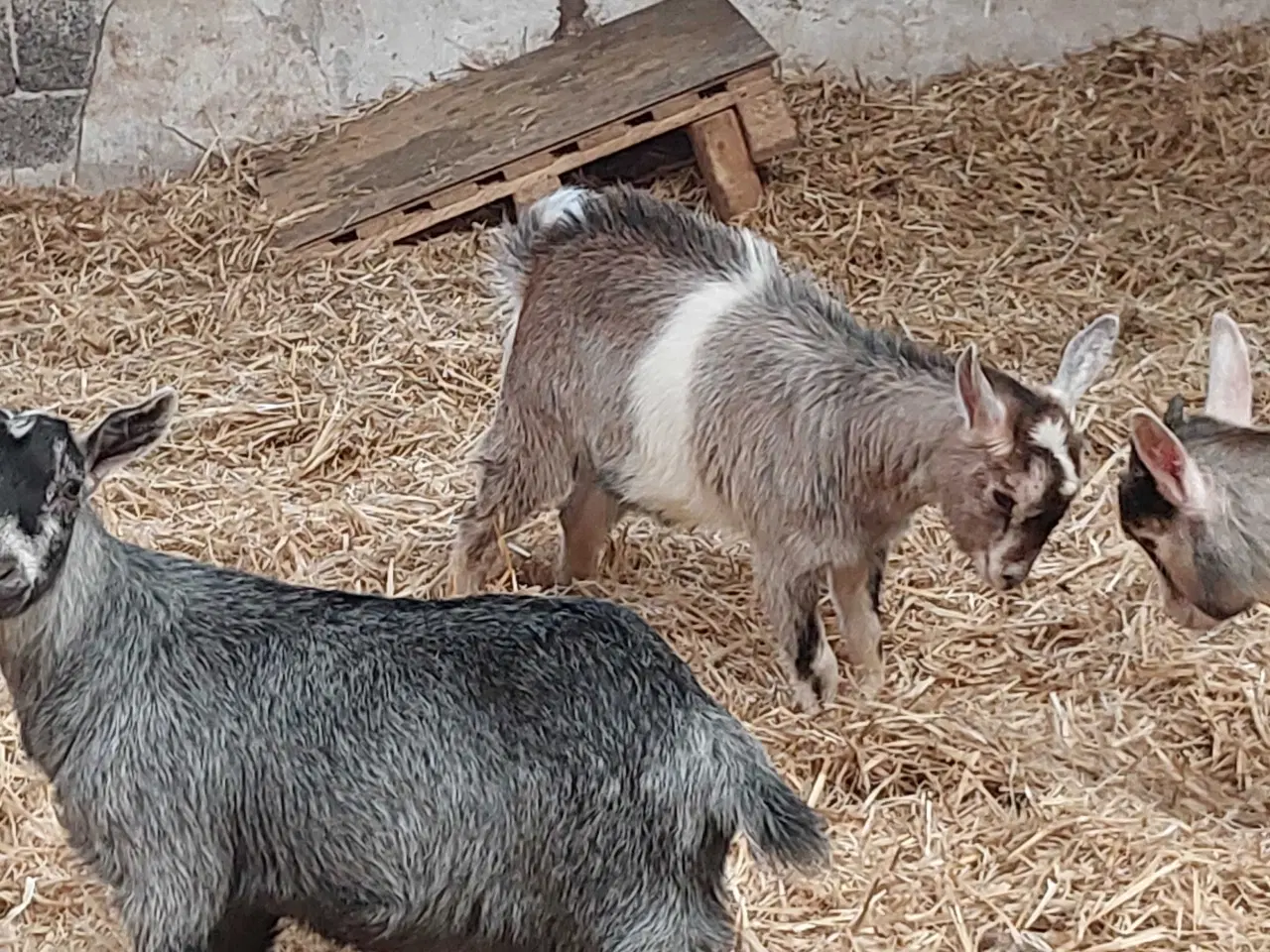 Billede 5 - 4 gede kid