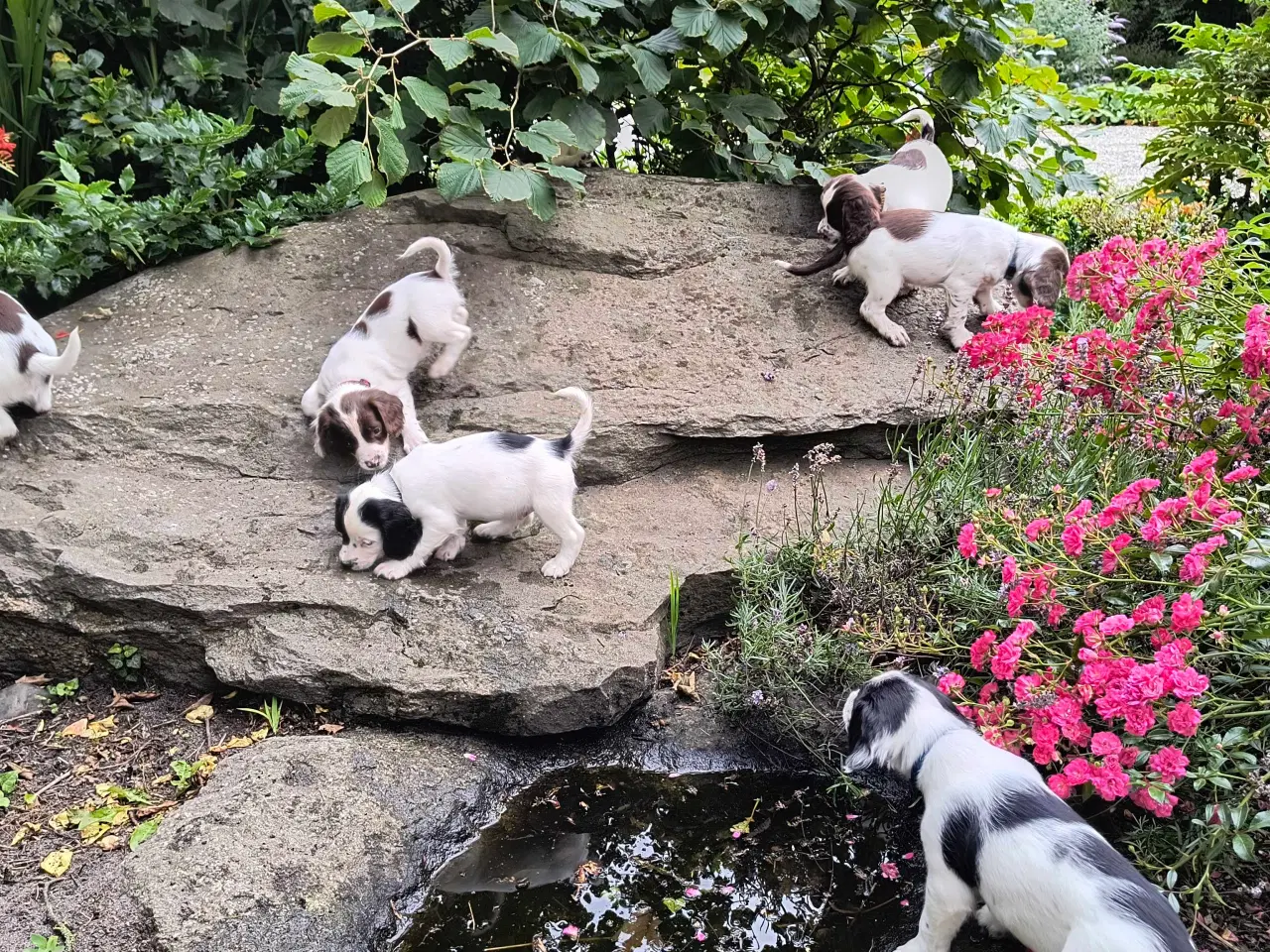Billede 3 - FT Springer spaniel