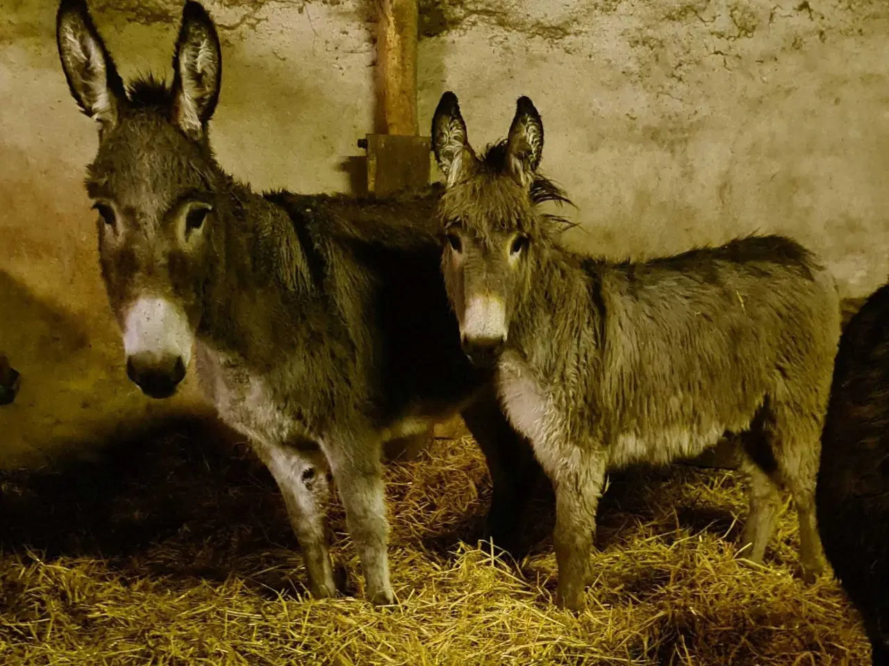 Billede 4 - Æsel føl hingsteføl