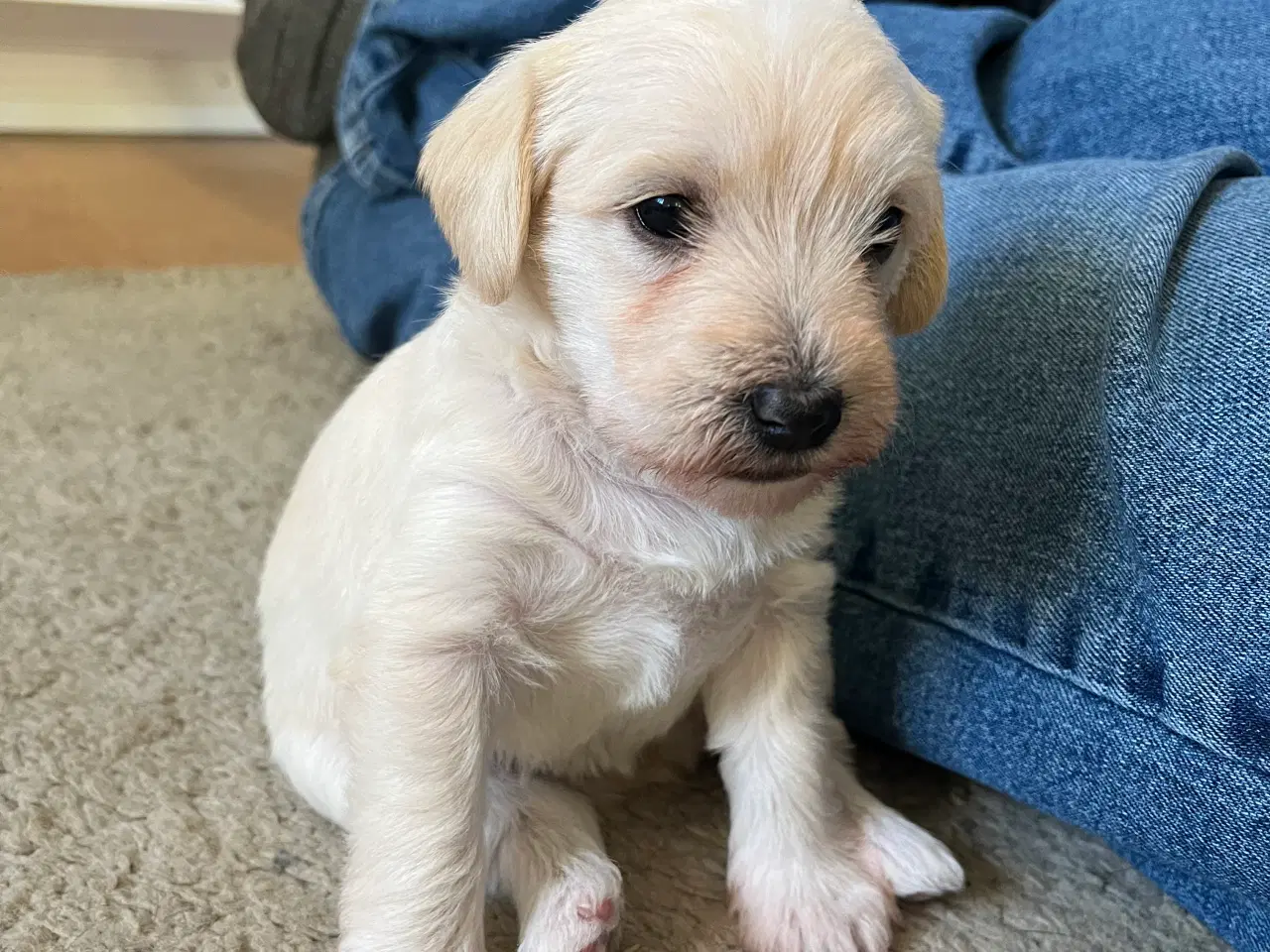 Billede 4 - 3 tævehvalpe sælges - Jack Russell / Bichon Havana