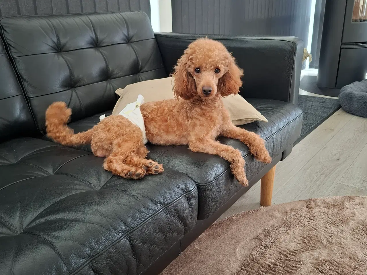 Billede 1 - Dværg hanhunde til paring på vores adresse 