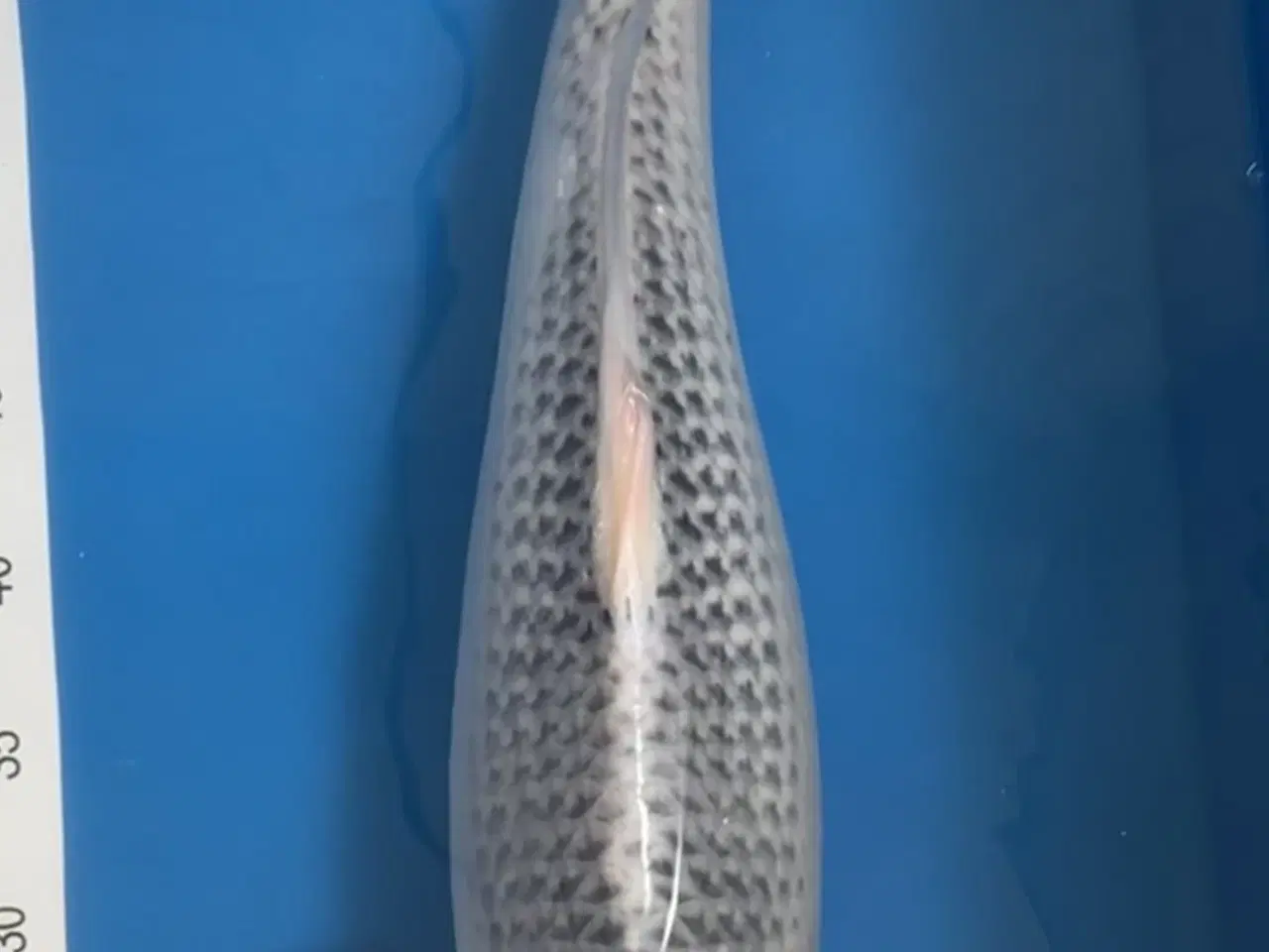 Billede 1 - Japansk Koi - Asagi