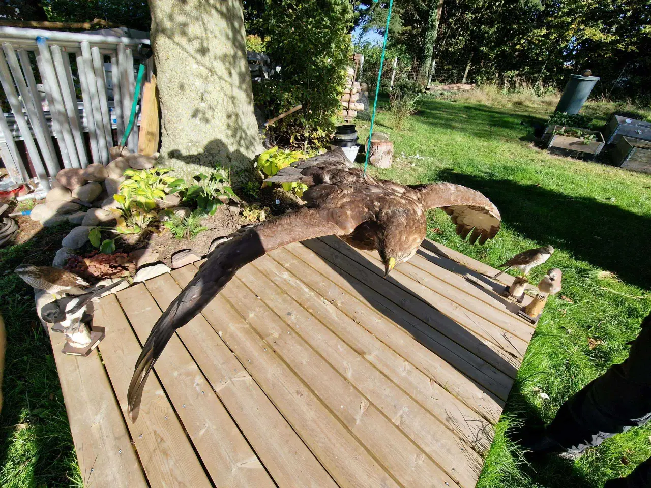 Billede 2 - Musvåge flyvende