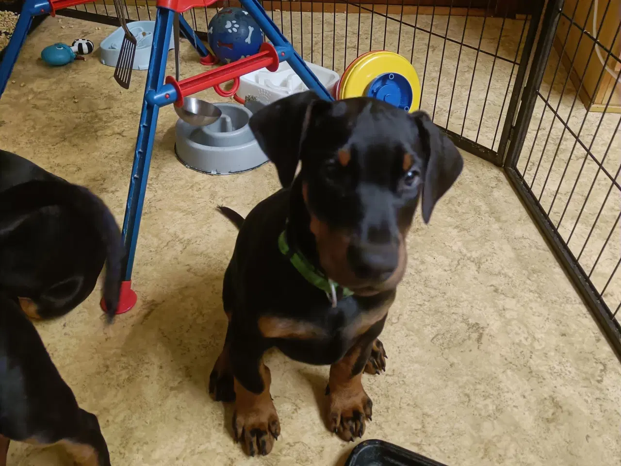 Billede 2 - Mild og kærlig Dobermann hvalp