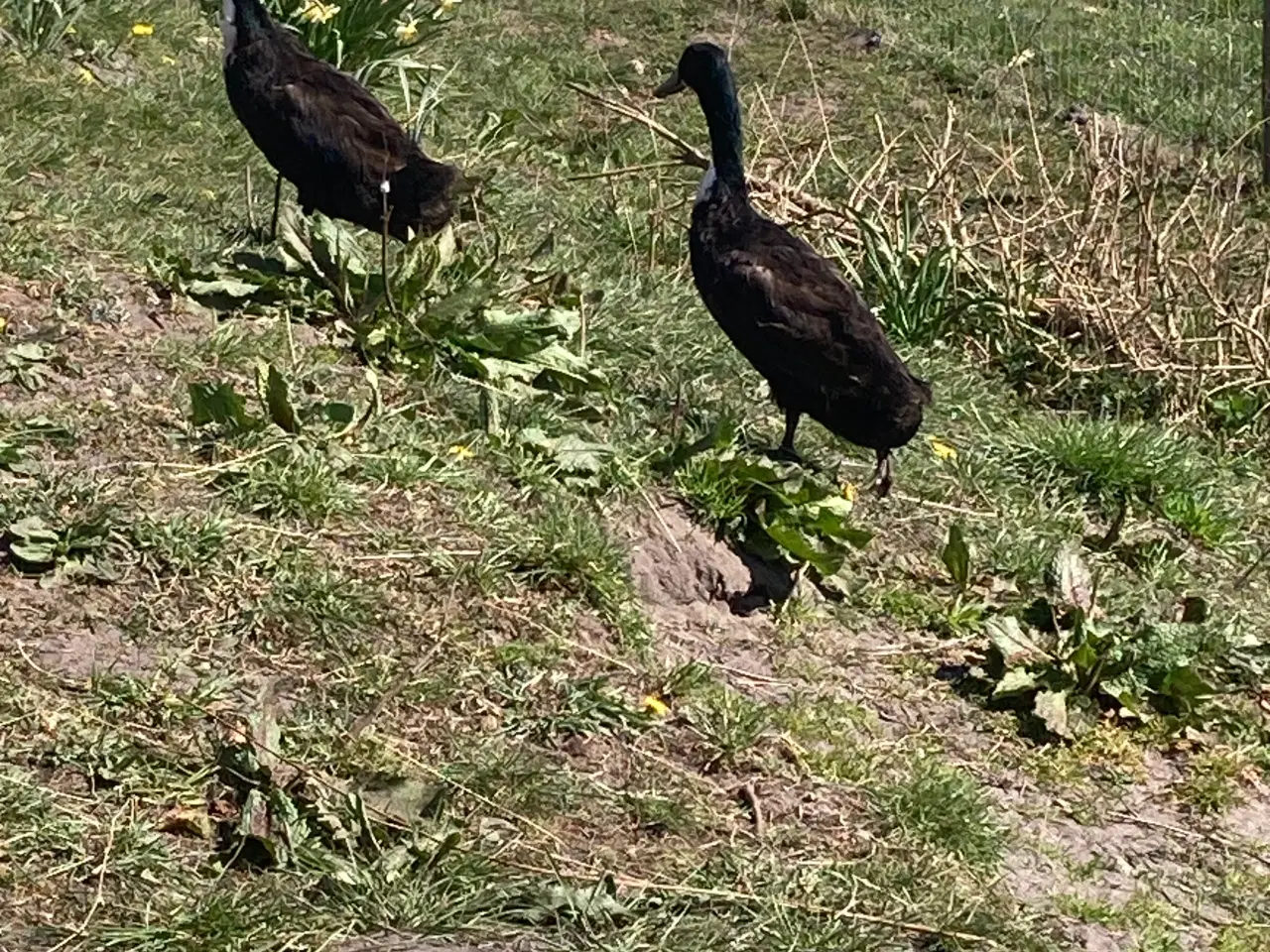 Billede 3 - Sælge 8 løbeander plus 2 vilde ænder