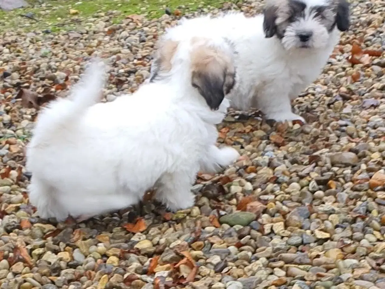 Billede 5 - Coton de tulear