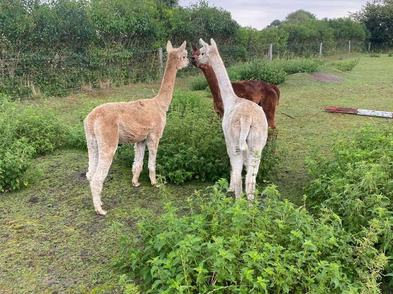 Billede 4 - 3 skønne alpacahopper