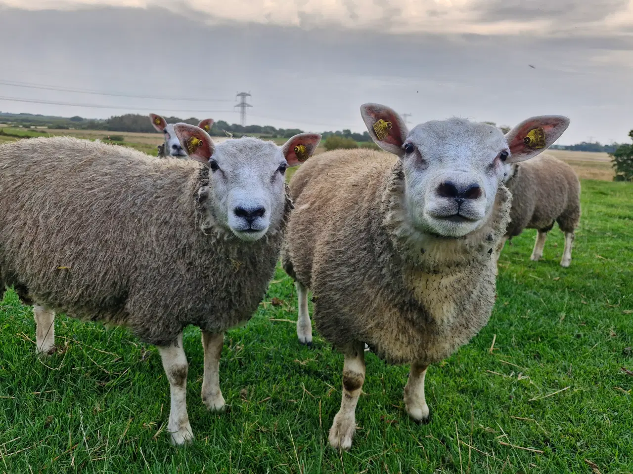 Billede 2 - Texel lam årgang 2024