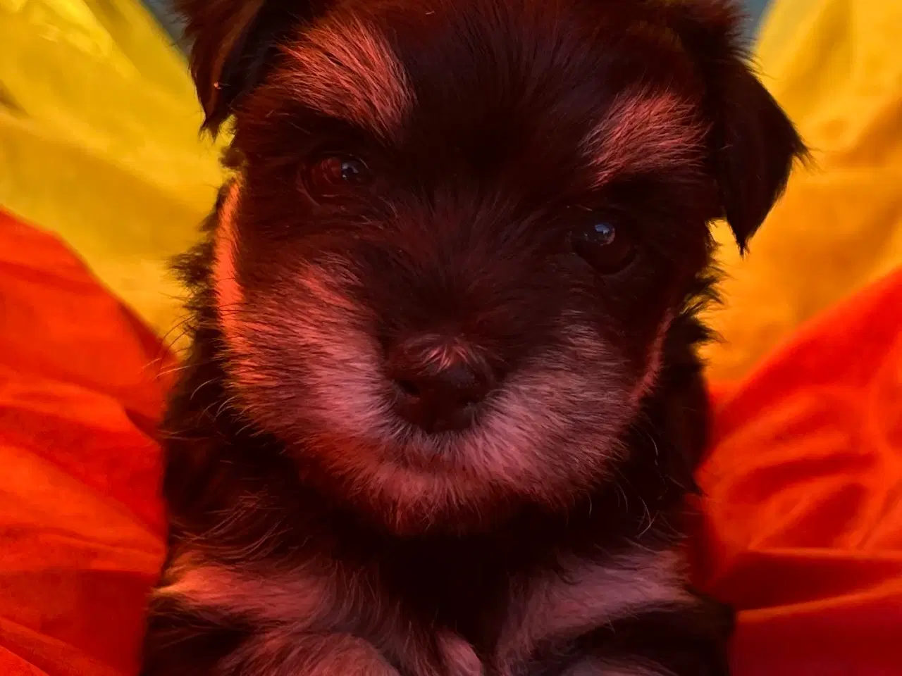 Billede 4 - Klar til sommerferien - Bichon Havanaise hvalpe 