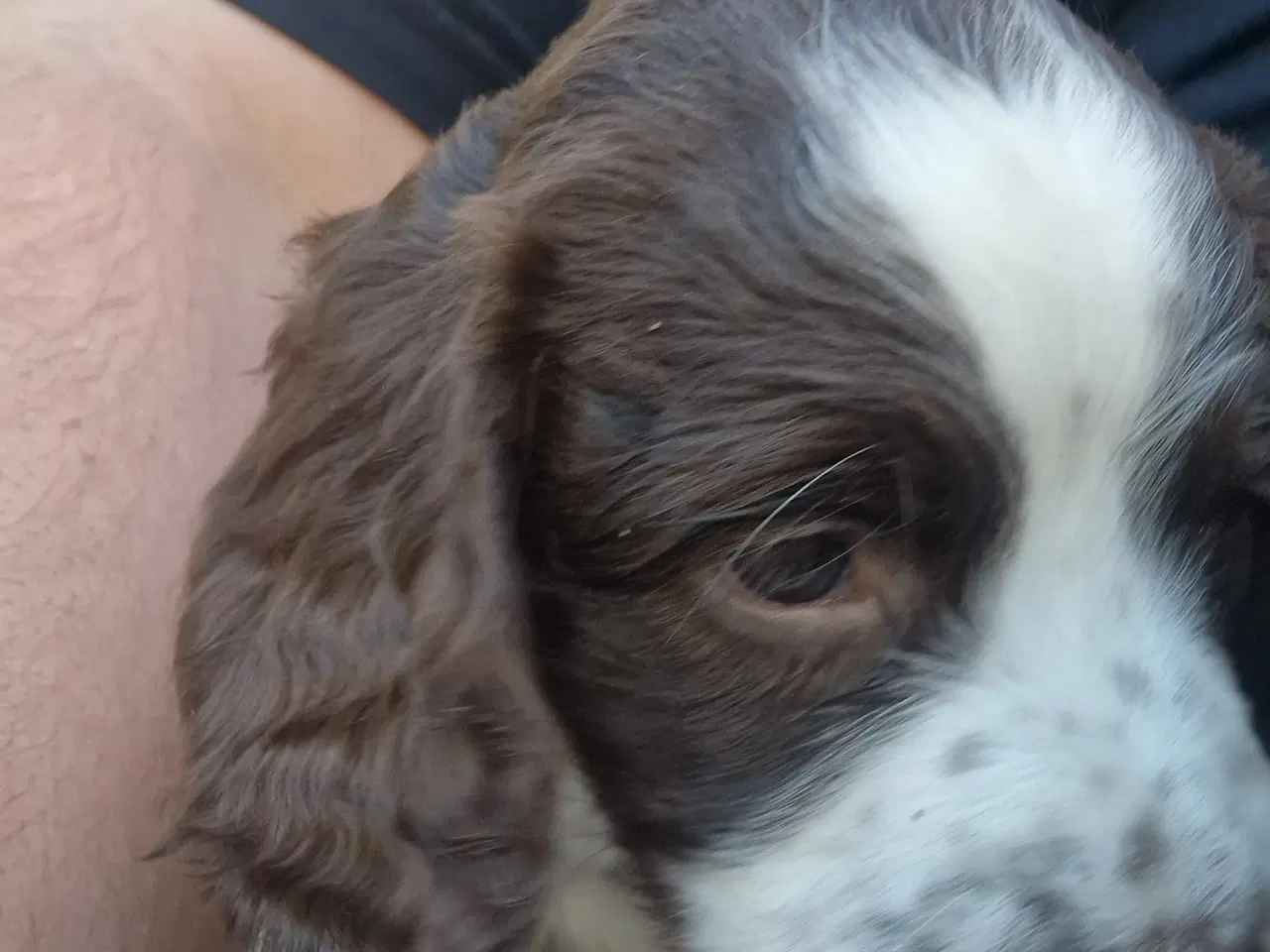 Billede 6 - Engelsk springer spaniel 