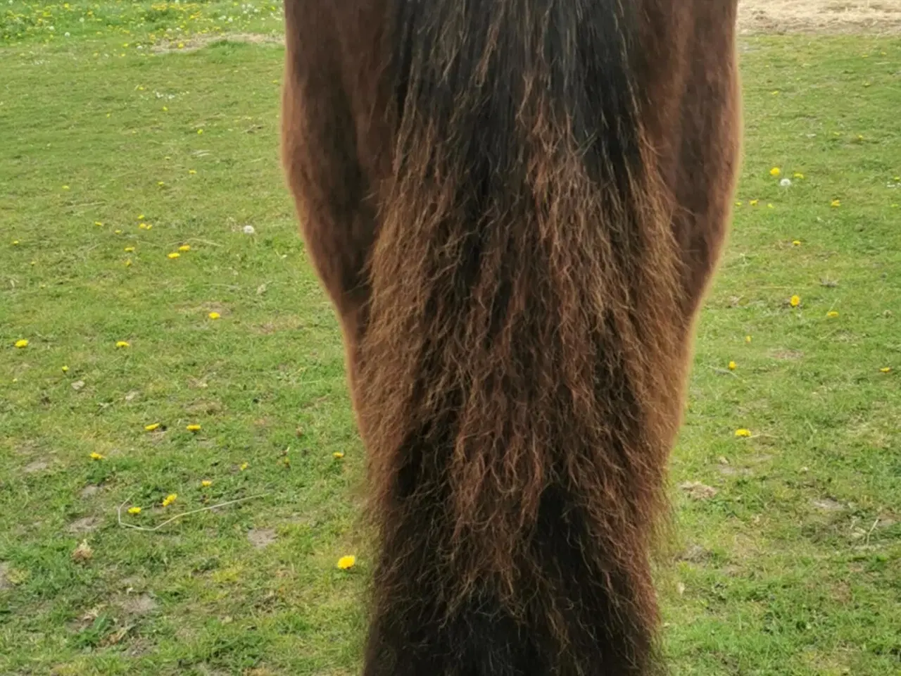 Billede 4 - Fellpony vallak passet med ALT
