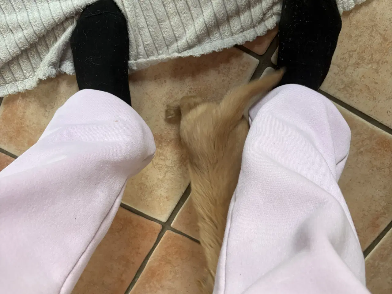 Billede 2 - hunde valpe