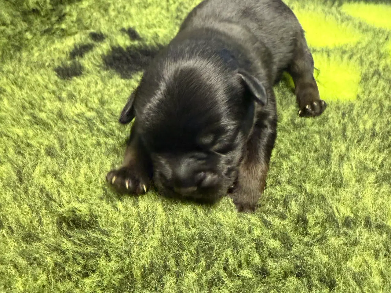 Billede 4 - Froodle - fransk bulldog / puddel