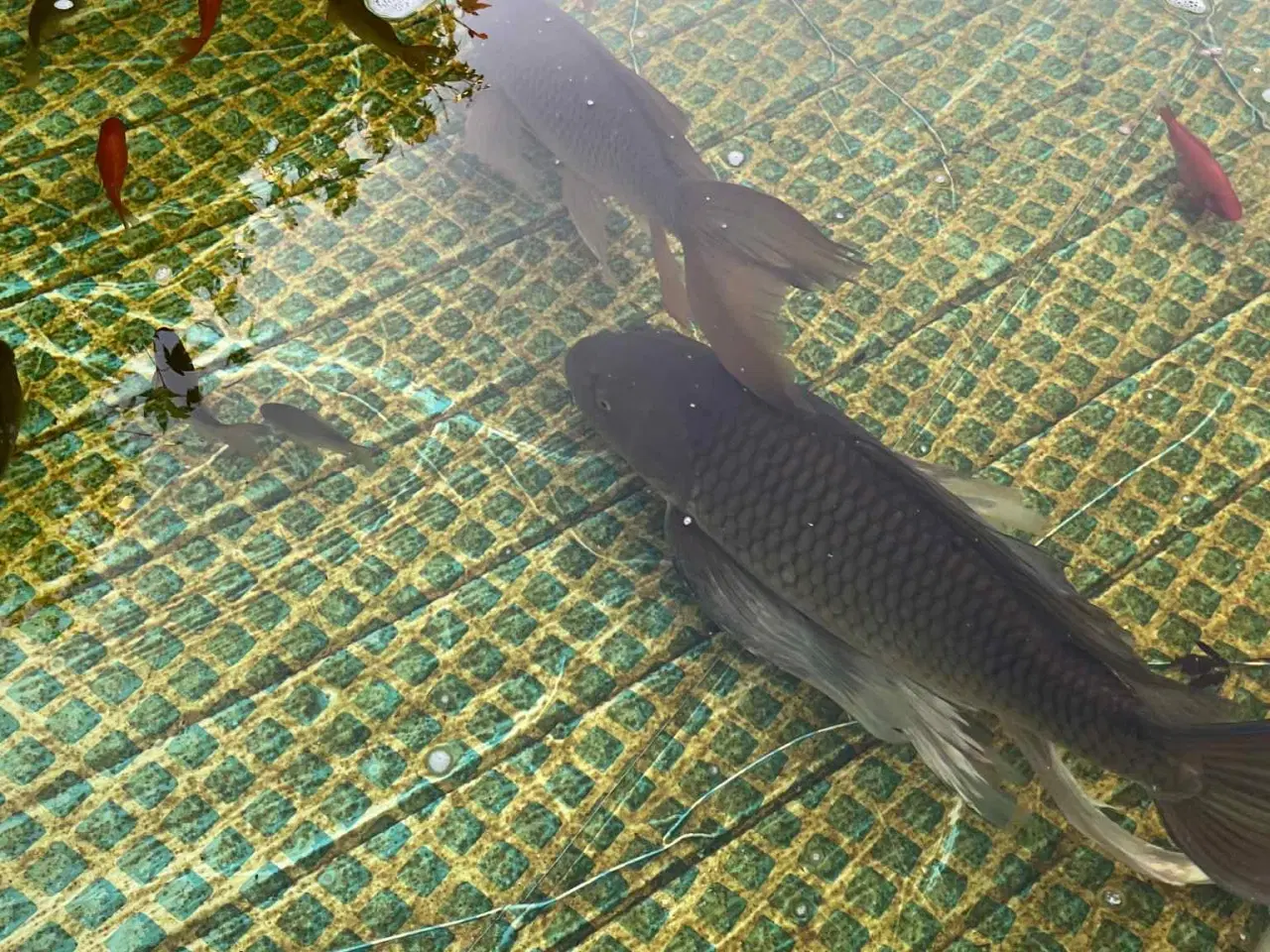 Billede 1 - Koi, guldfisk, havedamsfilter, luftpumpe mv