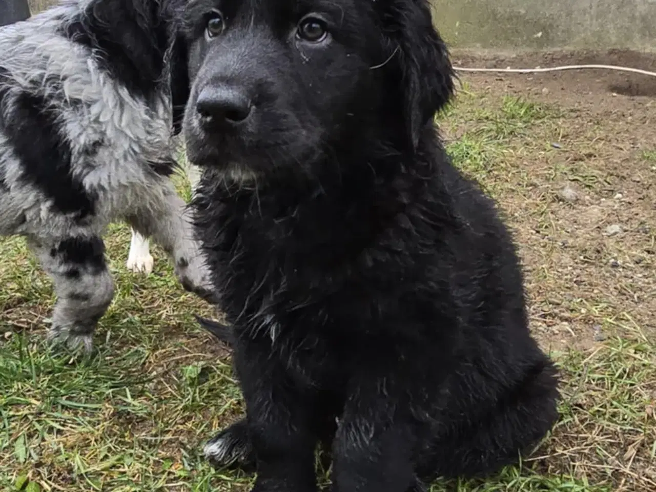 Billede 2 - Golden Retriever blanding hanhund