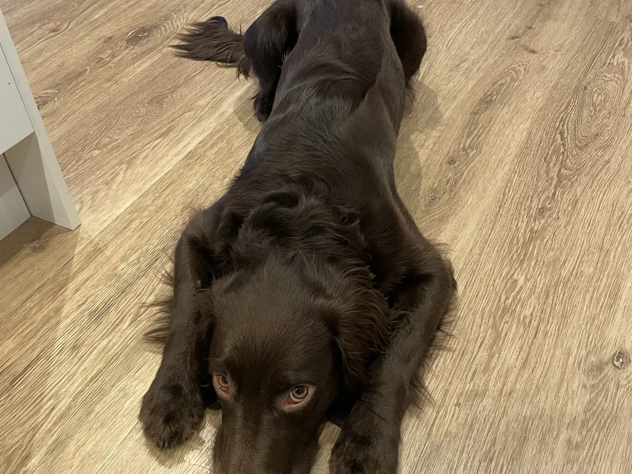 Billede 4 - Skøn Springer han på halvandet år