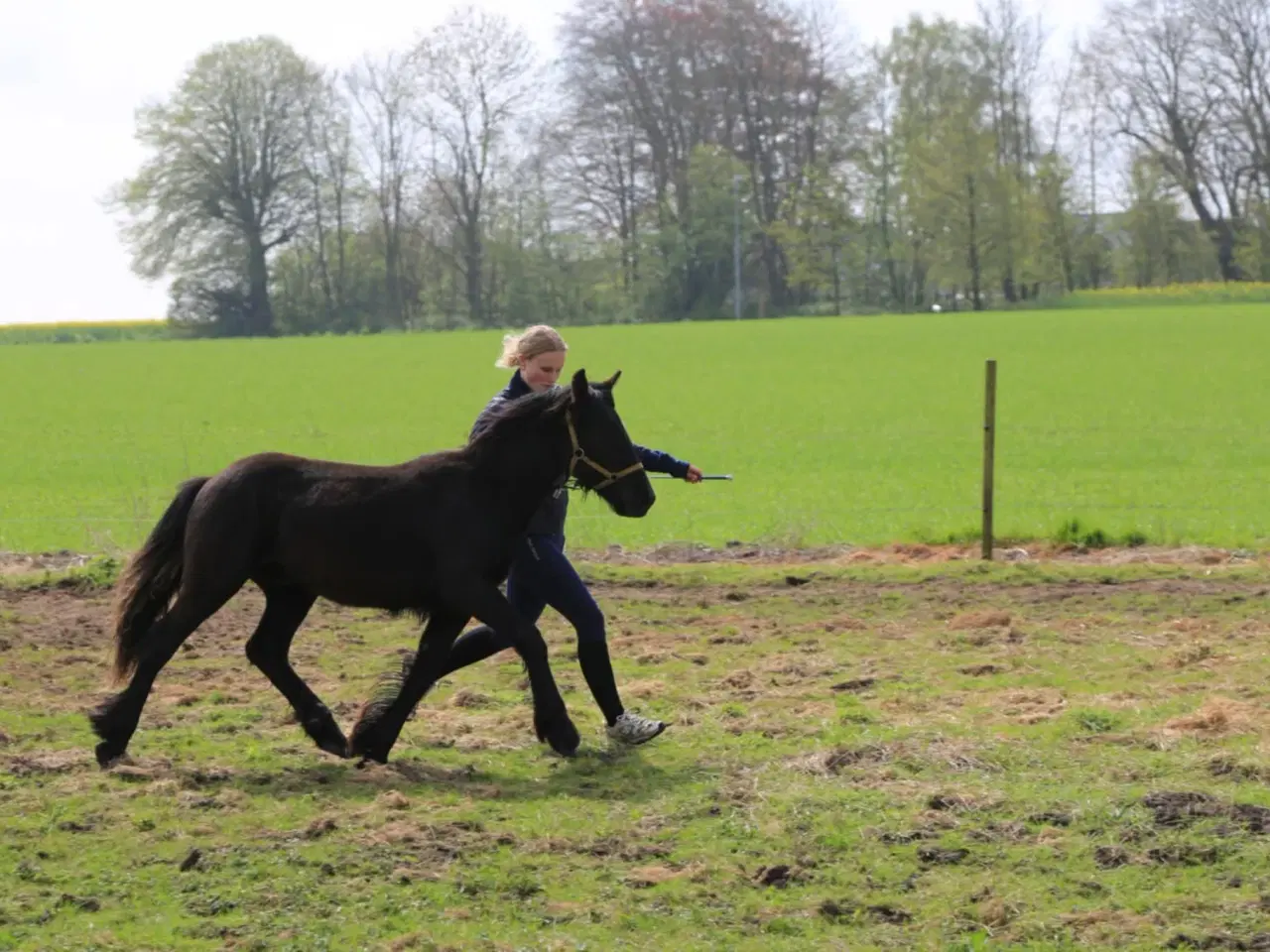 Billede 5 - 1 års fell hingst 