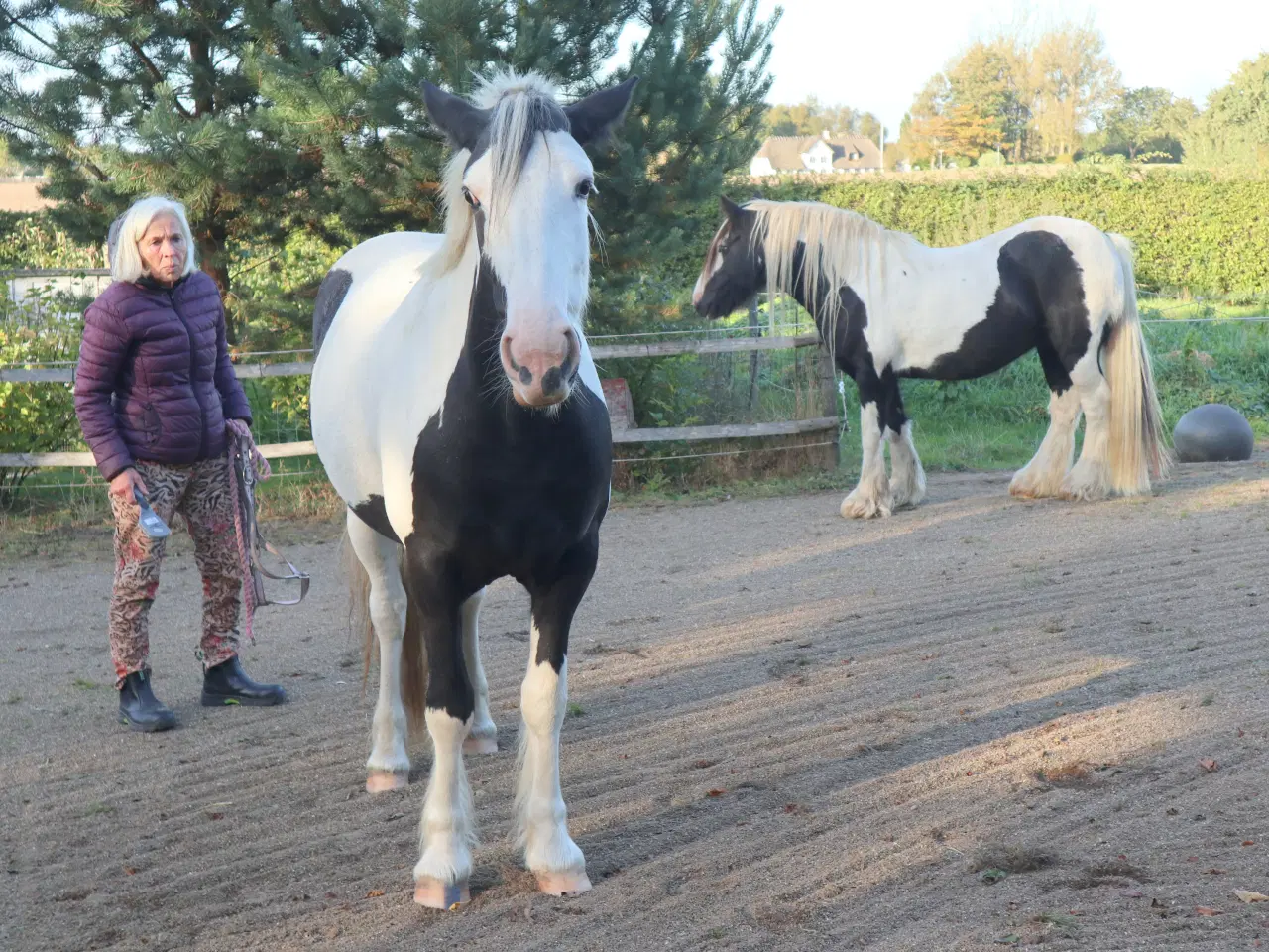 Billede 1 - Irish Cob hoppe 2,5 år