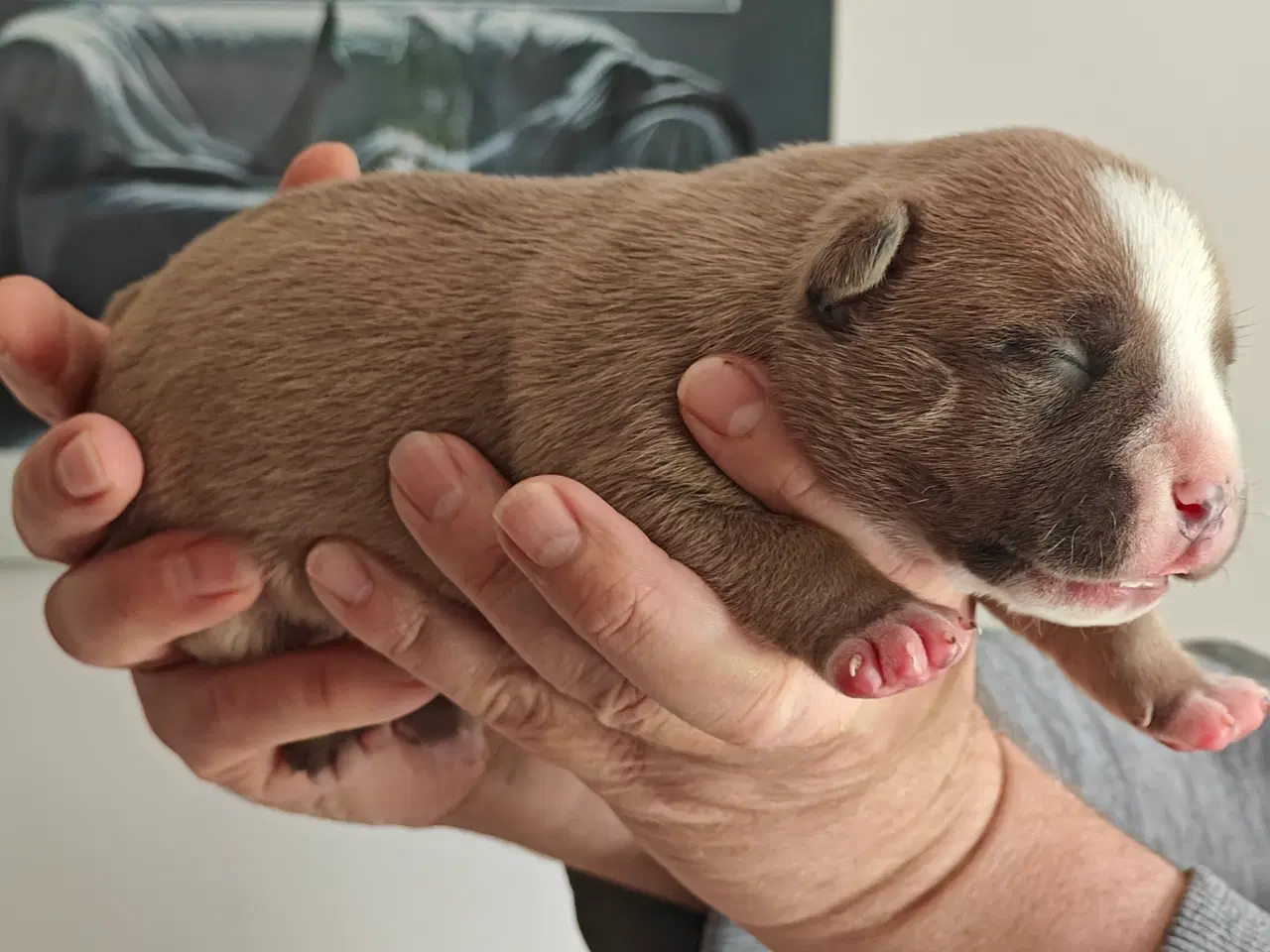 Billede 5 - American Bully hvalpe. 