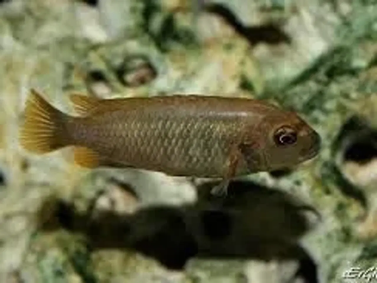 Billede 4 - Pseudotropheus Polit fra Lion's Cove