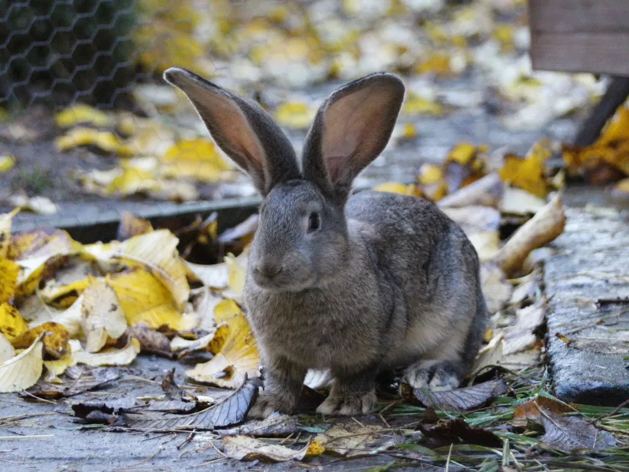 Billede 3 - Belgisk kæmpe kaninunger af ren race