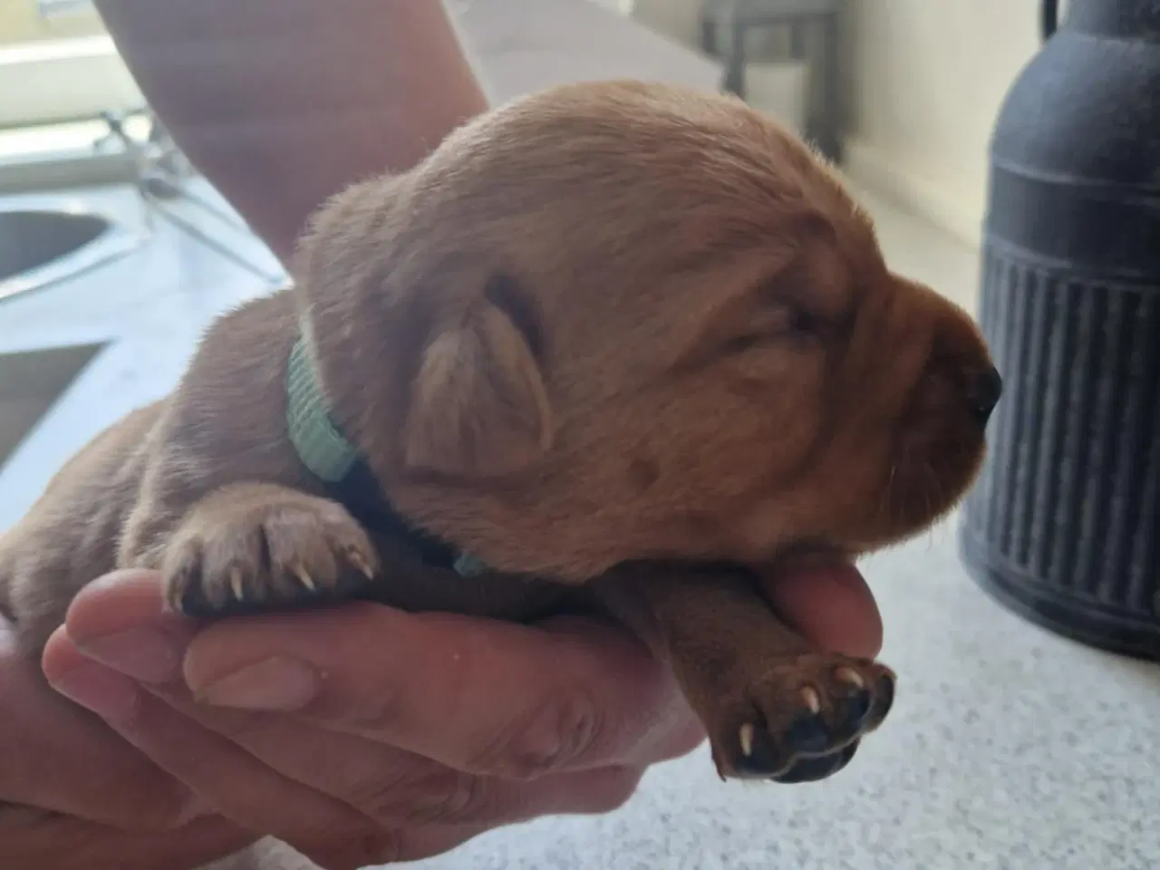 Billede 14 - Fox red labrador hvalpe