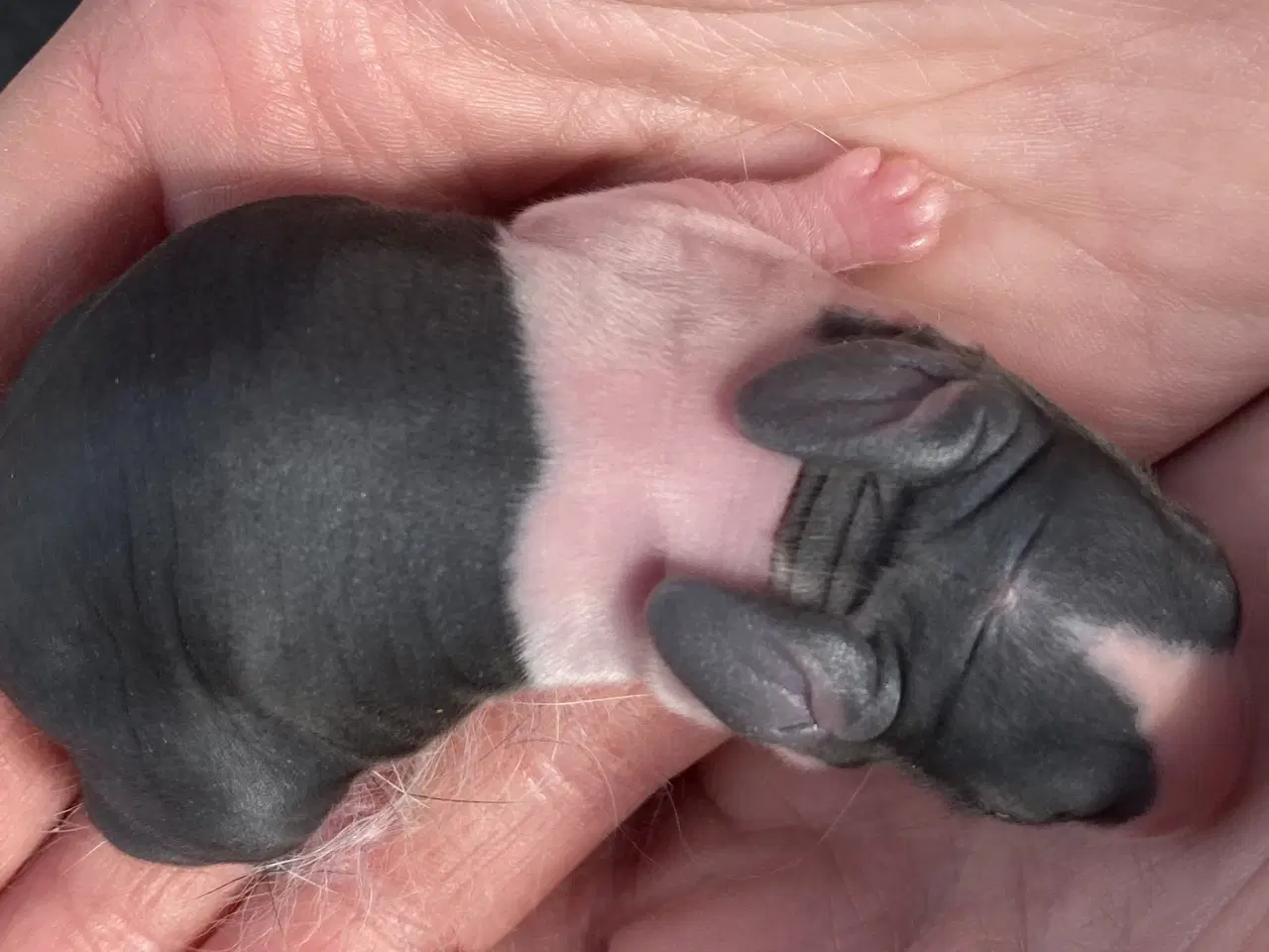 Billede 3 - HOLLÆNDER HAN SORT