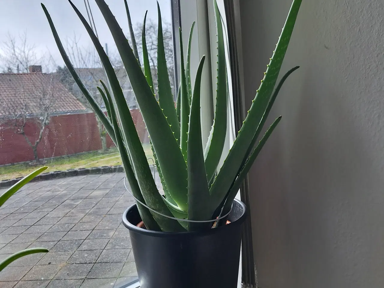 Billede 1 - Stueplante