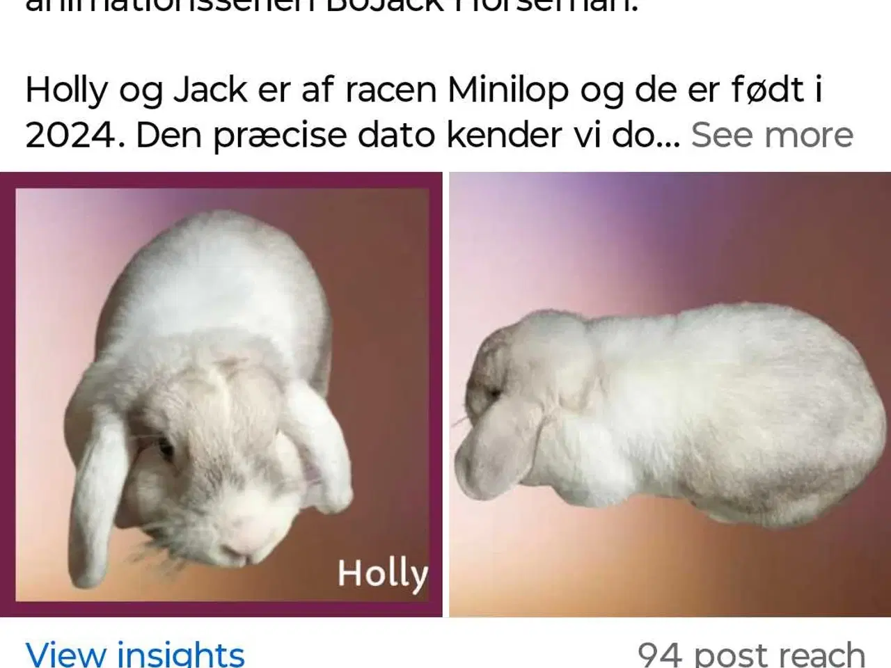 Billede 2 - vaccineret hun kanin pige