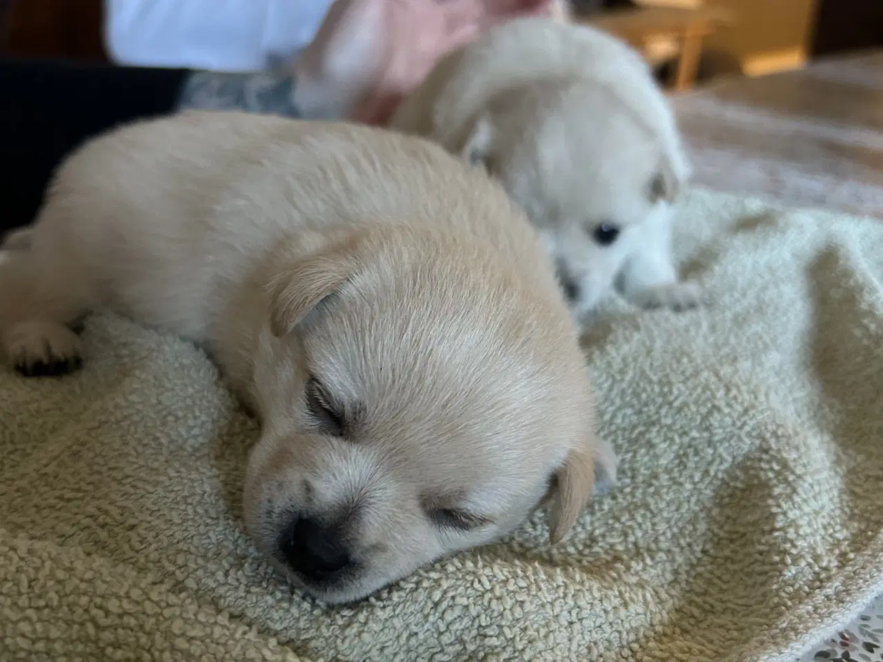 Billede 2 - Pomchi tæve hvalp 