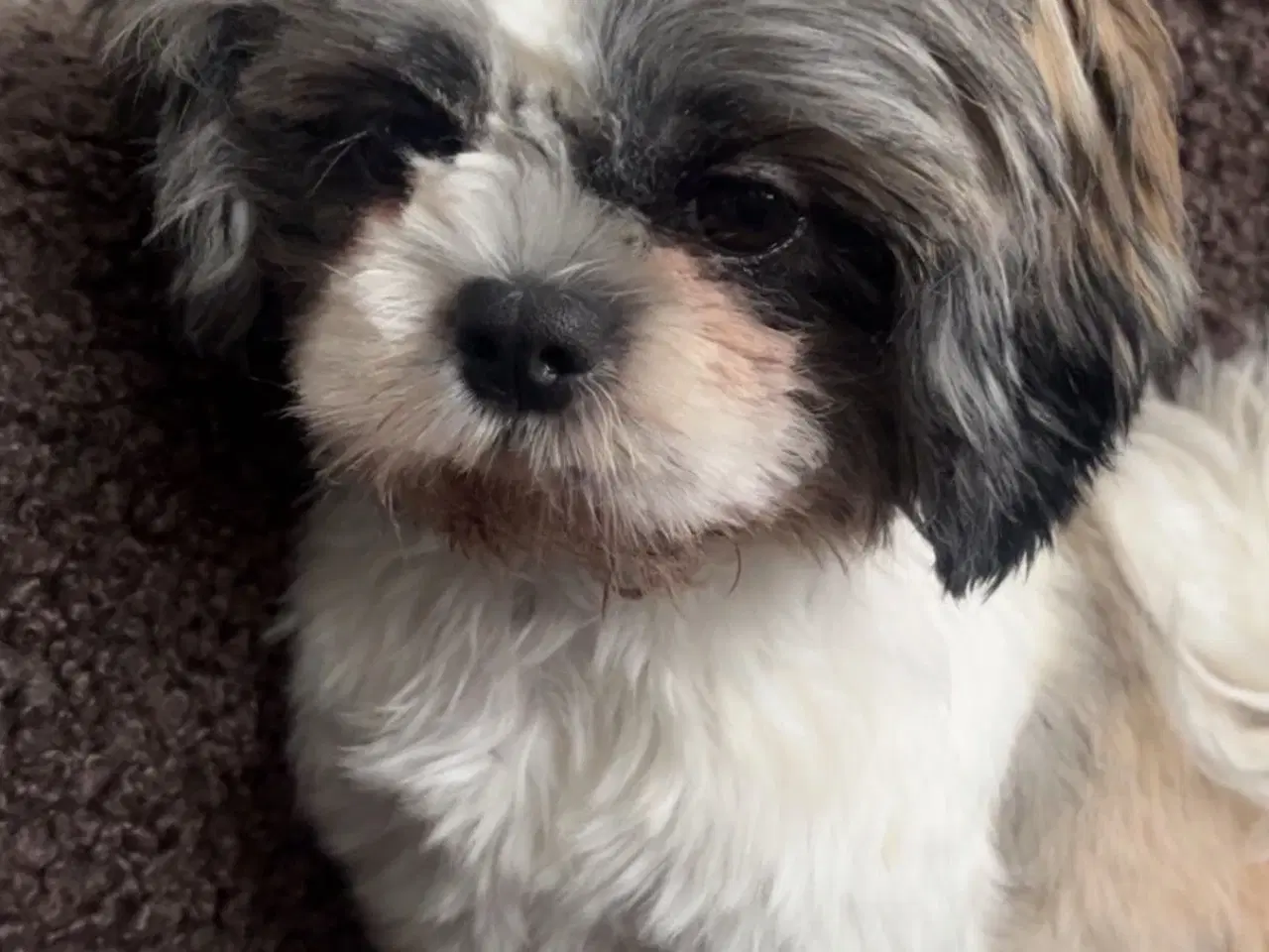 Billede 13 - Shih Tzu hundehvalpe søger nyt hjem (2 stk.)