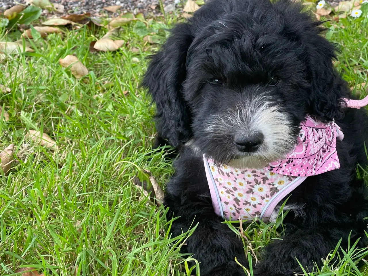 Billede 1 - Smuk Sheepadoodle hvalp sælges