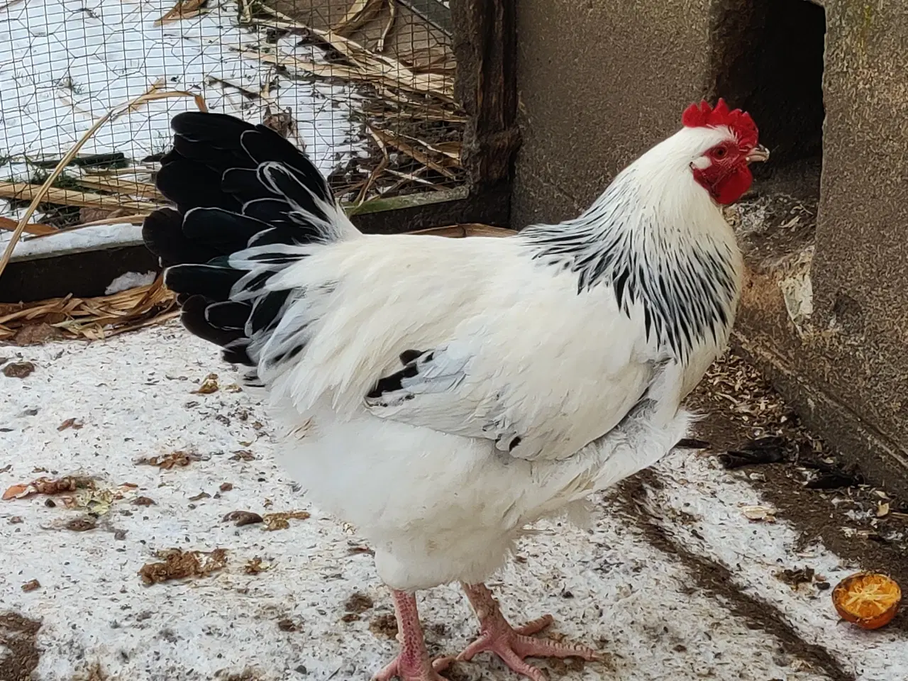 Billede 2 - Lys Sussex