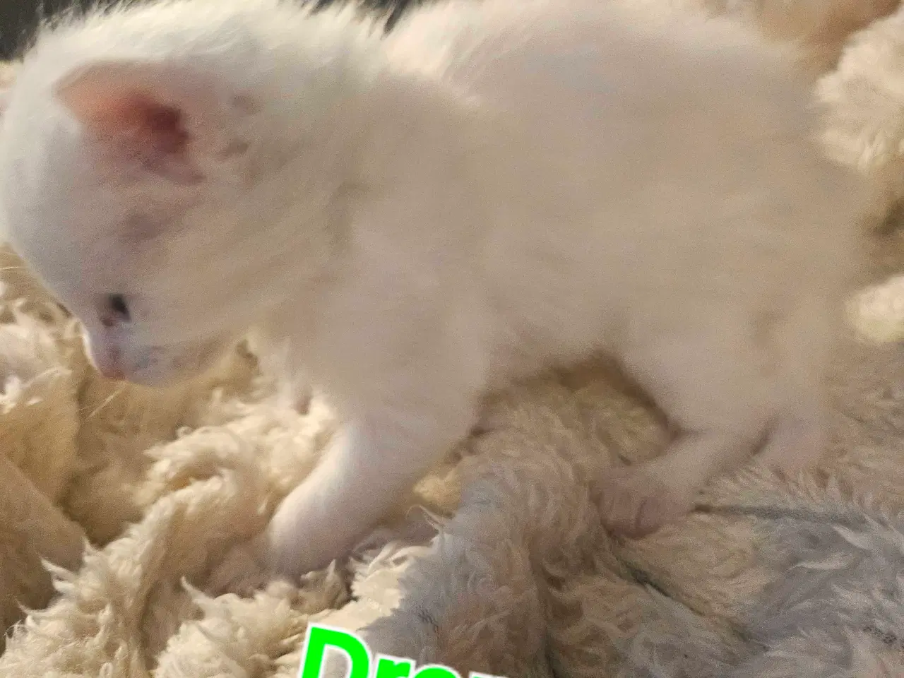 Billede 17 - Maine coon killinger 