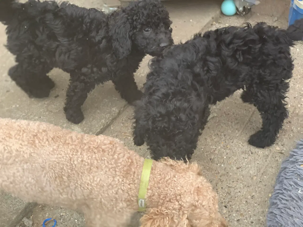 Billede 19 - Mini Golden Doodle F1B babyer 