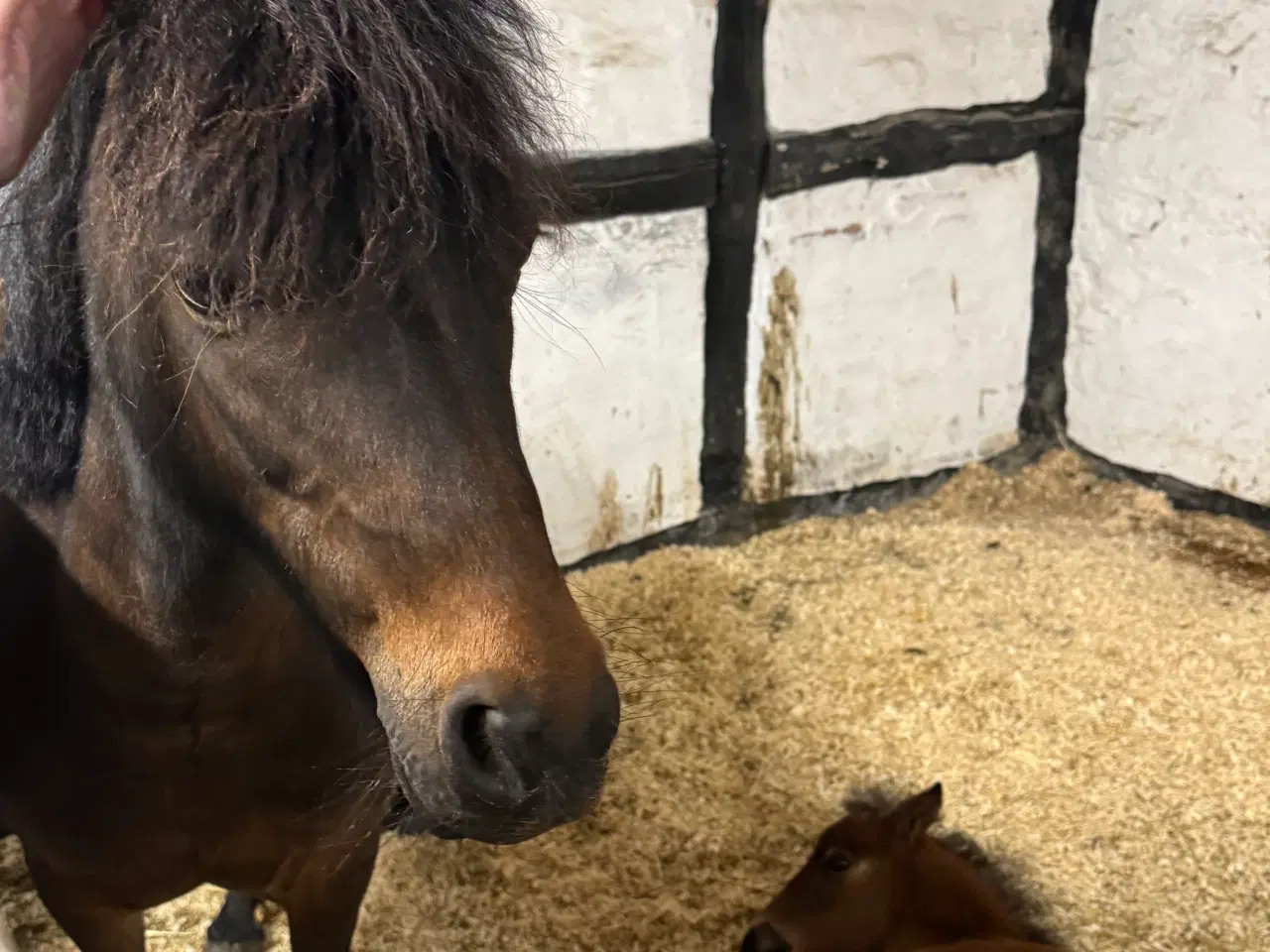 Billede 4 - Sødeste miniature pony sælges