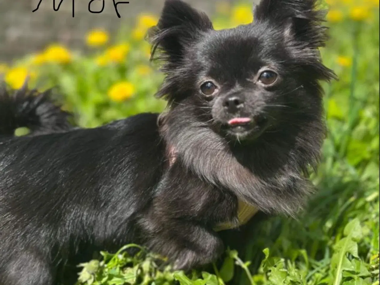 Billede 8 - Pomchi hvalpe