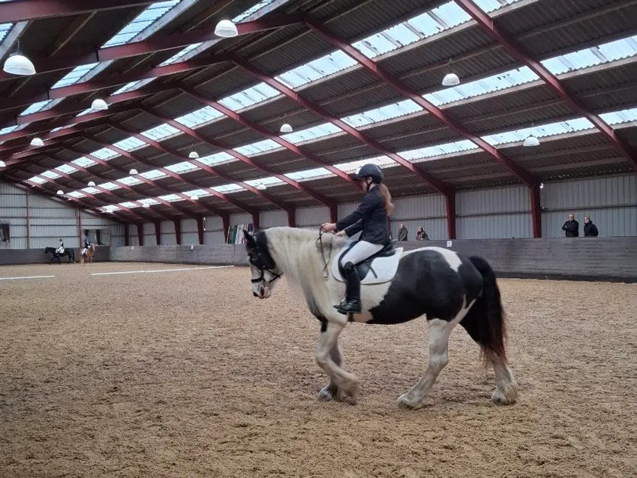 Billede 3 - 7års Irish cob sælges 