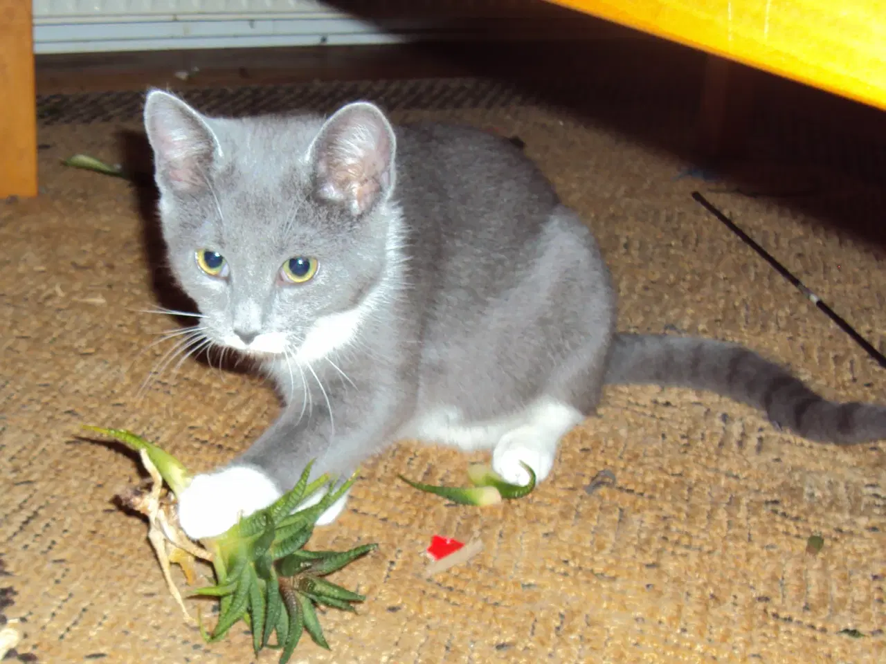 Billede 4 - Sød kattekilling