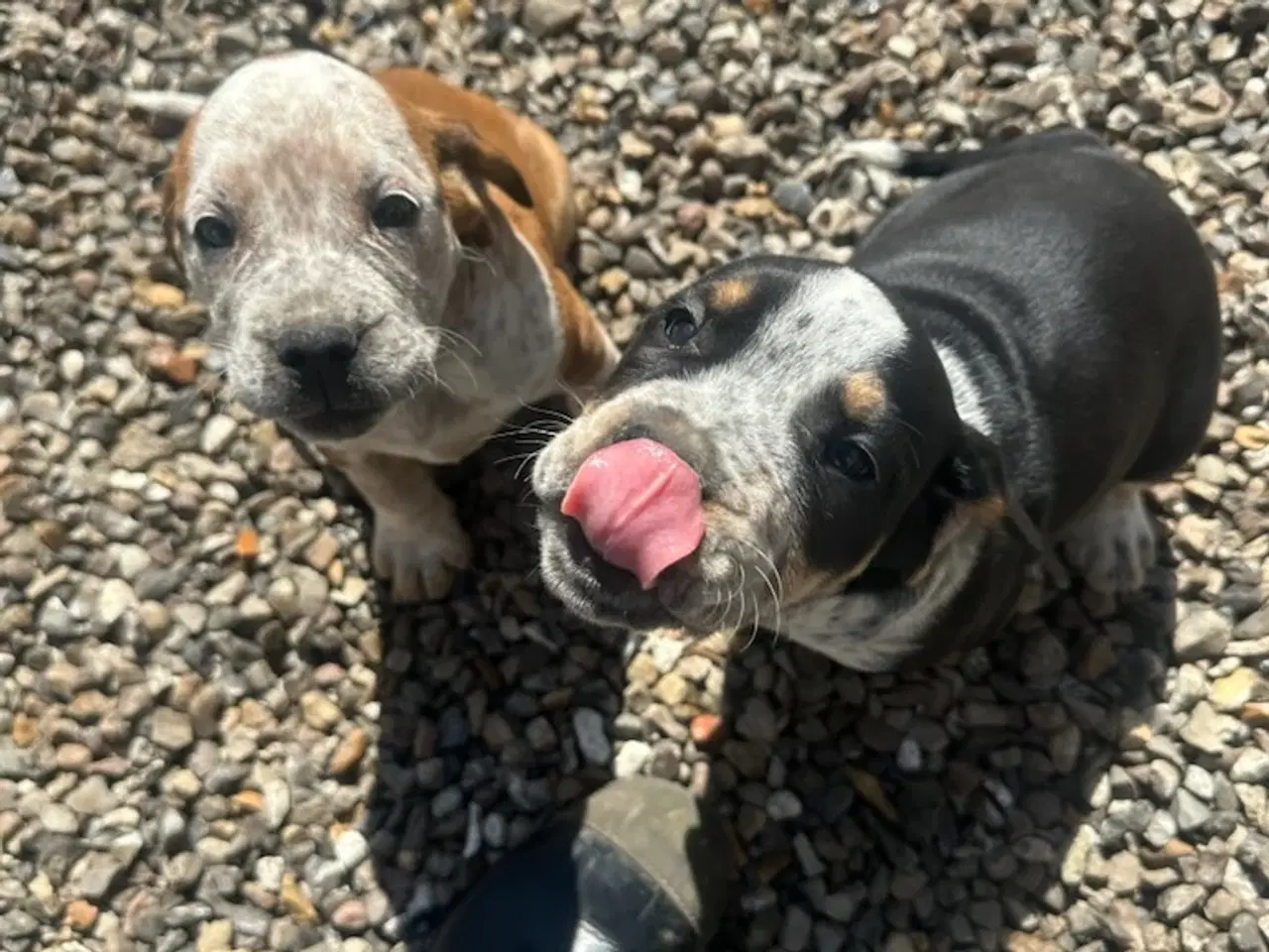 Billede 9 - Cocker spaniel/bull dog hvalpe 