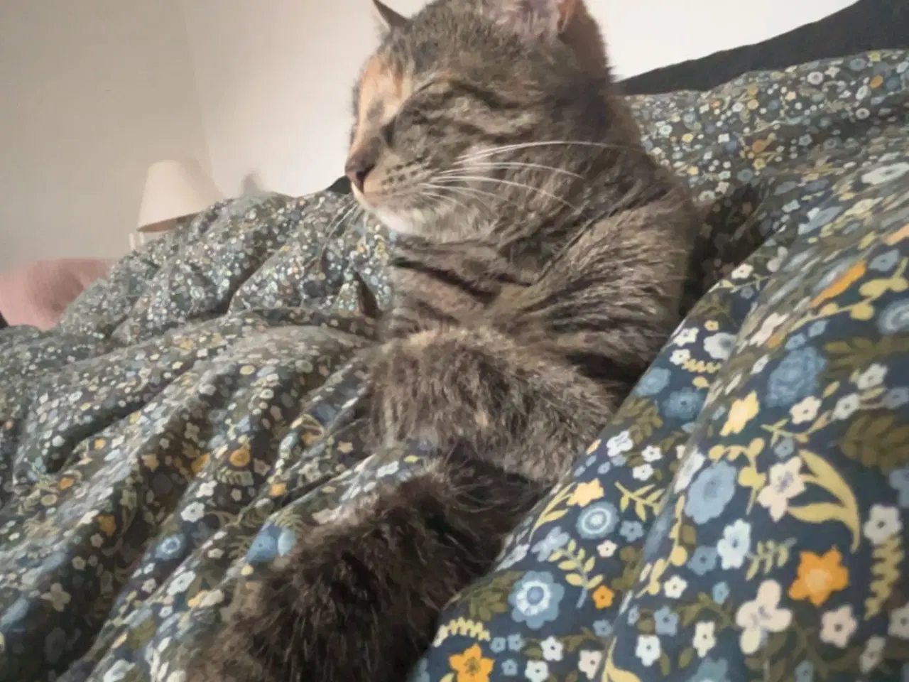 Billede 5 - Hun katte