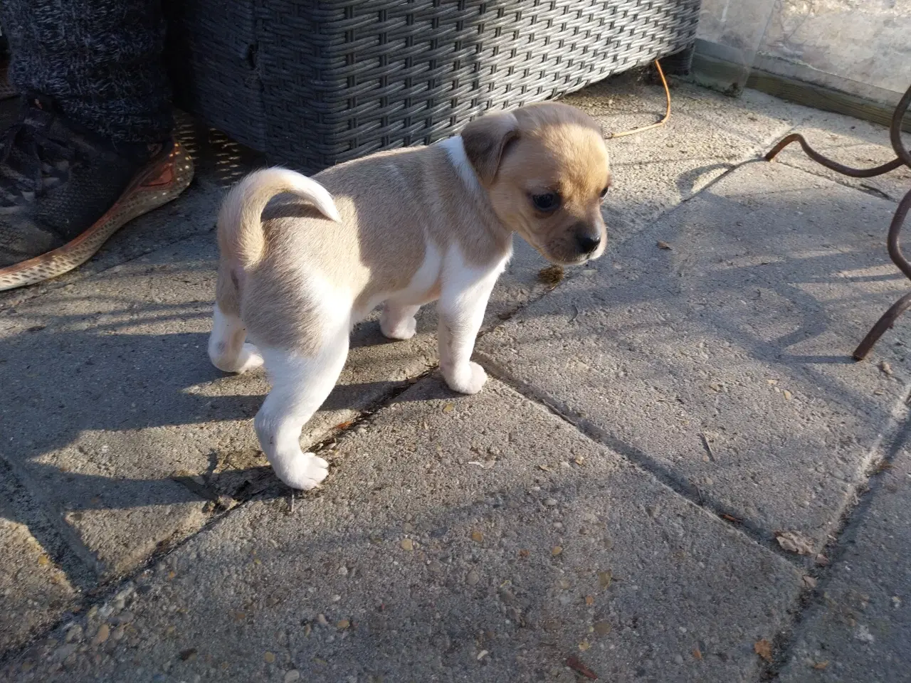 Billede 4 - Dansk svensk gårdhund/mops