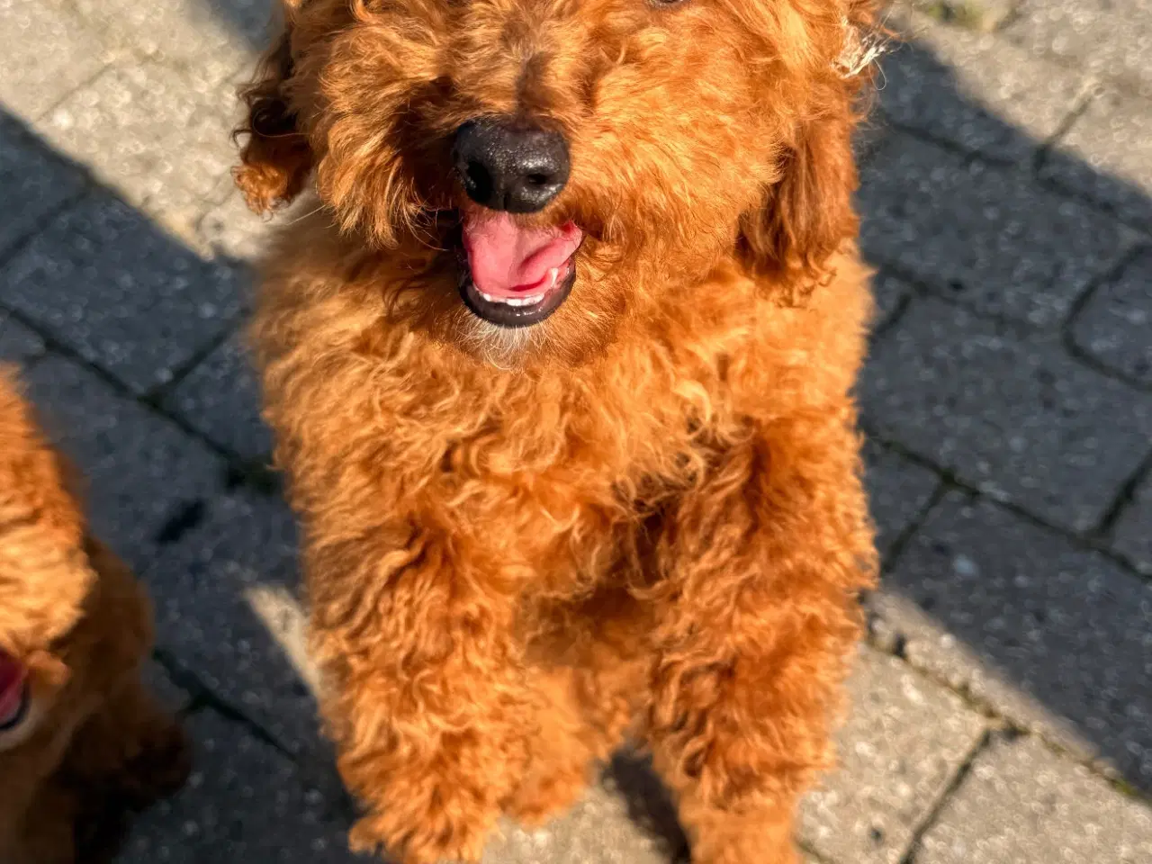 Billede 1 - Maltipoo han hvalp på næsten 6 måneder sælges. 