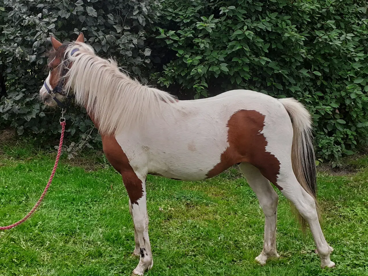 Billede 3 - Pony pinto Hingst plag 